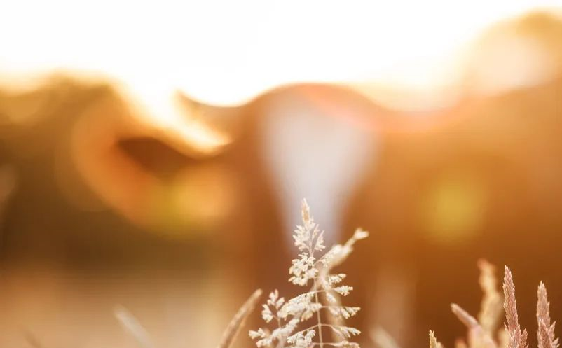 疫情常態(tài)化背景之下,形成新的旅游模式 