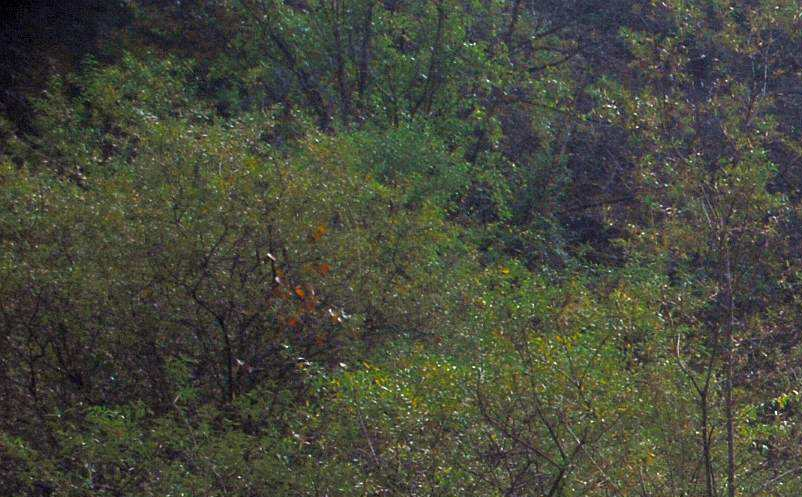 旅游景區(qū)微博營(yíng)銷策略