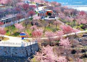 易景通景區(qū)票務(wù)系統(tǒng)和桐浦櫻花谷達(dá)成合作協(xié)議